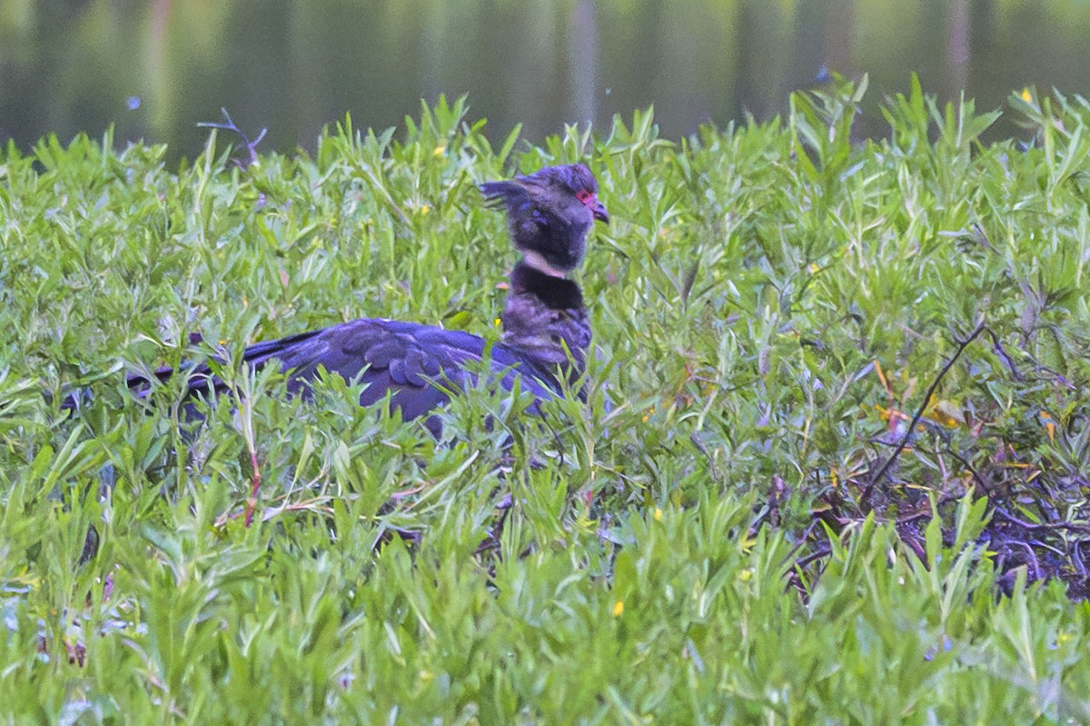 カンムリサケビドリ - ML647650885