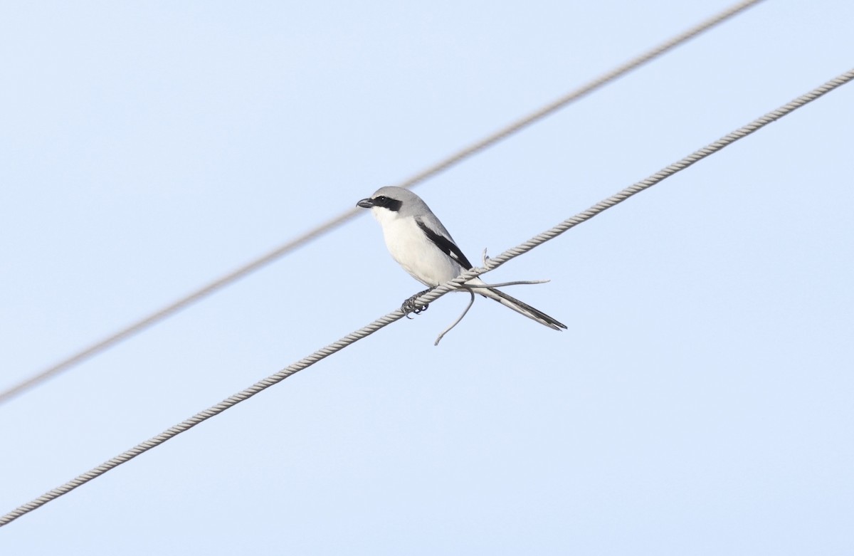 アメリカオオモズ - ML647650886