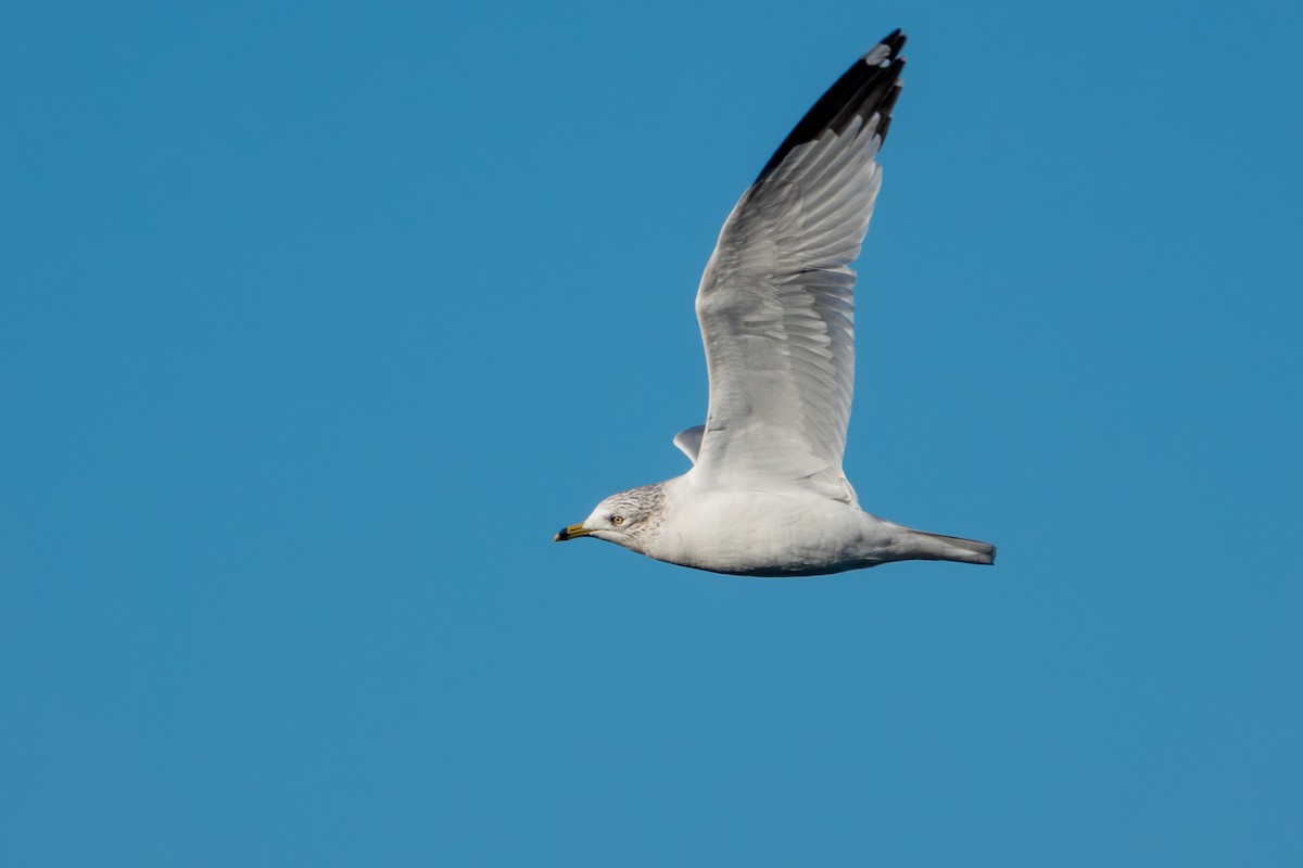 クロワカモメ - ML647650887