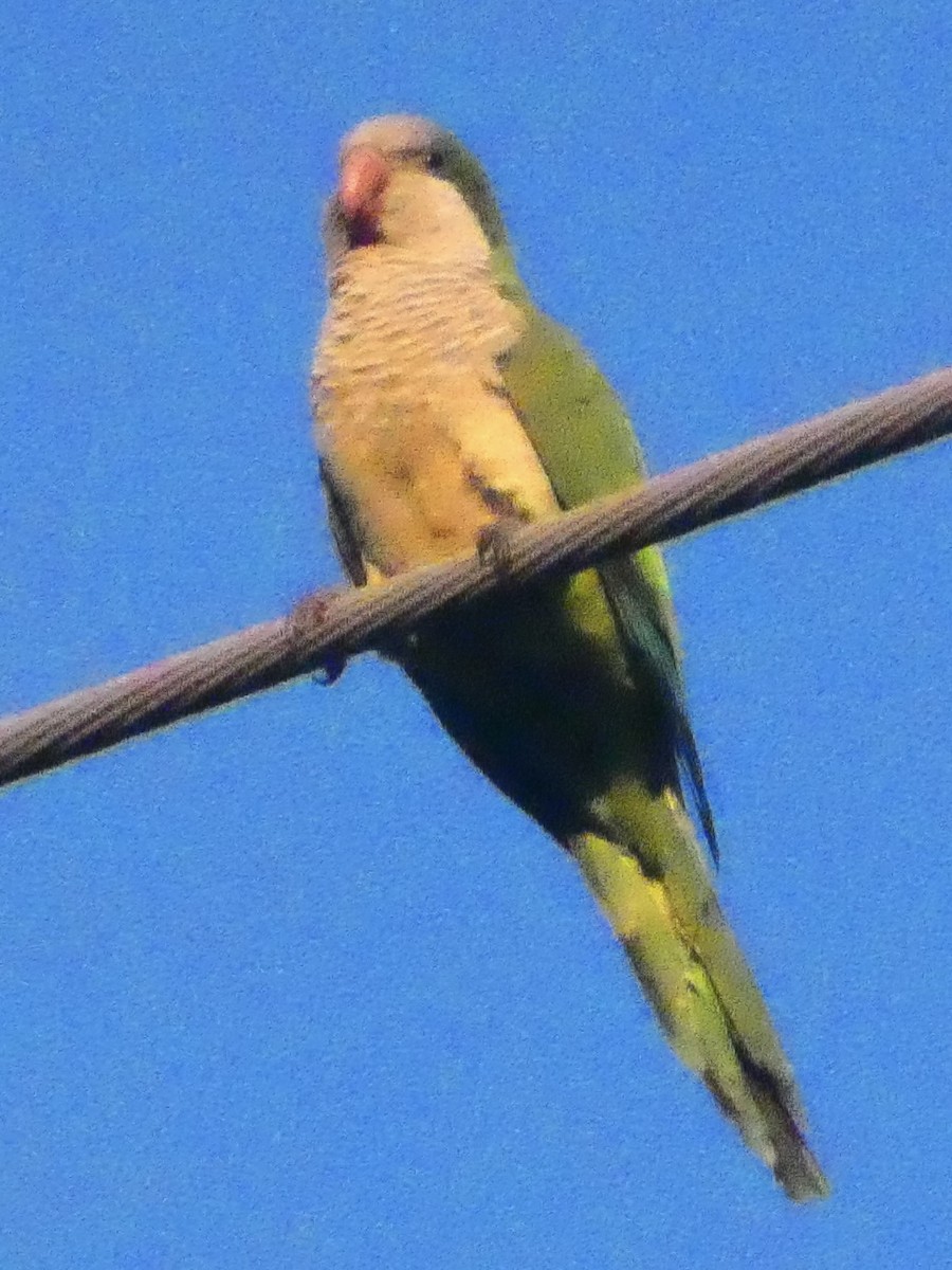 オキナインコ - ML647650890