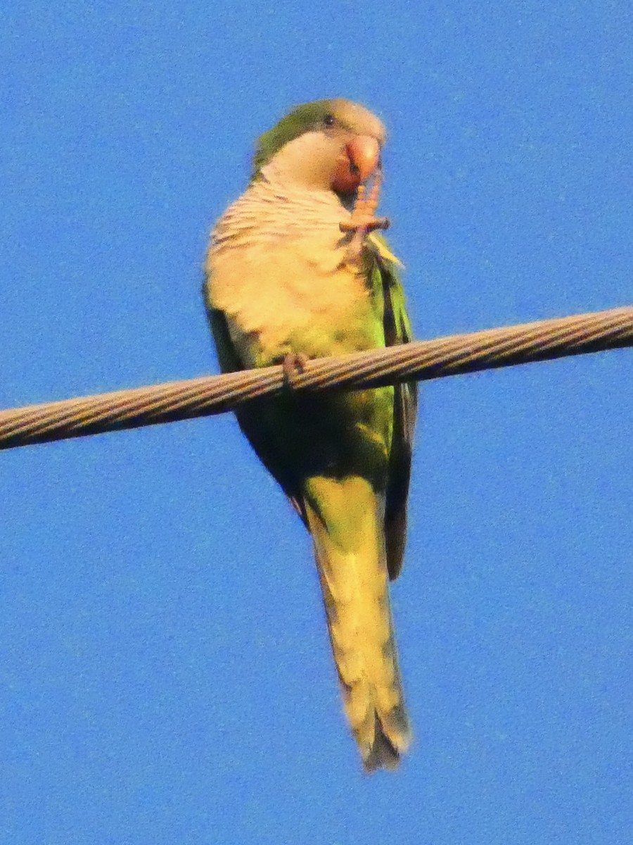 オキナインコ - ML647650891