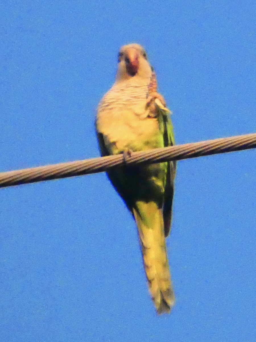 オキナインコ - ML647650892