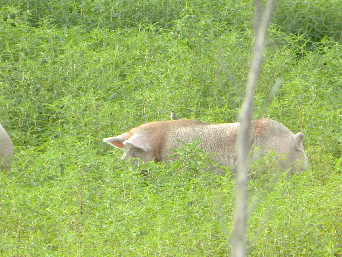 ウシタイランチョウ - ML647650893