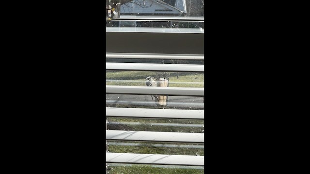 Пушистый дятел - ML647650895