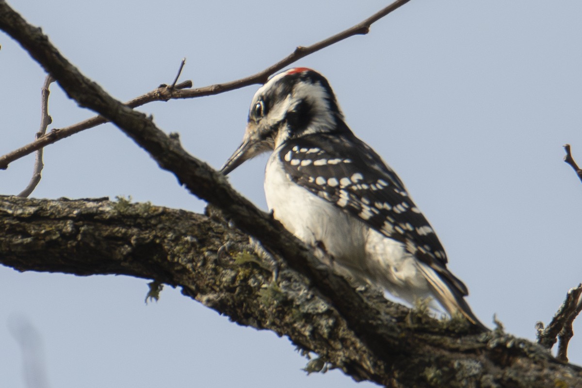 セジロアカゲラ - ML647650896