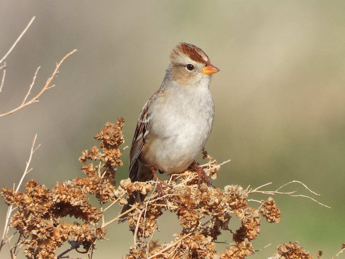 ミヤマシトド - ML647650897