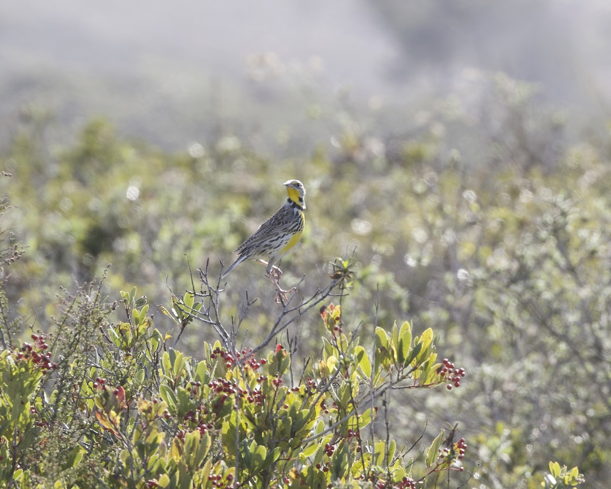 ニシマキバドリ - ML647650898