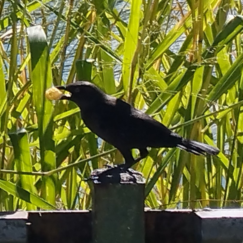 コクロムクドリモドキ - ML647650901