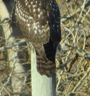 アカオノスリ - ML647650902