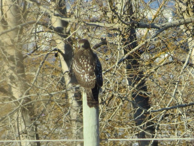 アカオノスリ - ML647650903