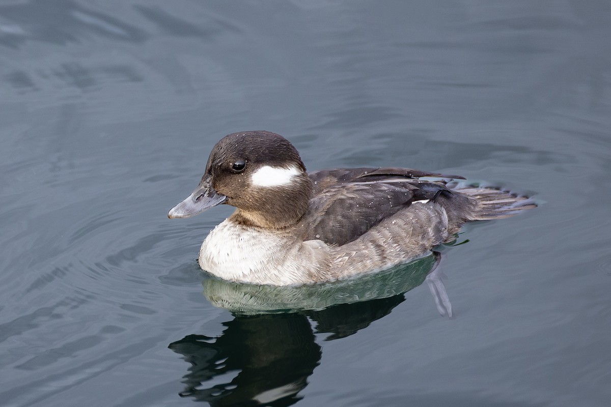 ヒメハジロ - ML647650904