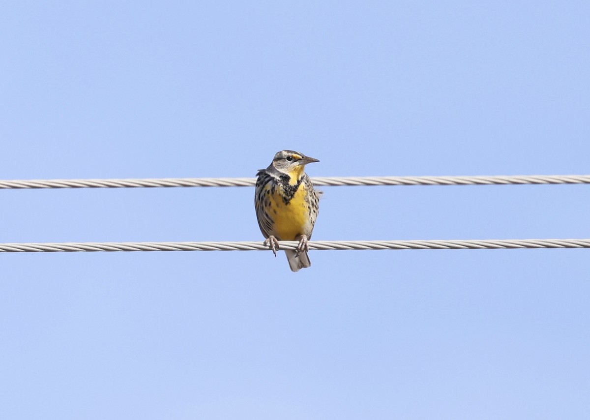 ニシマキバドリ - ML647650905