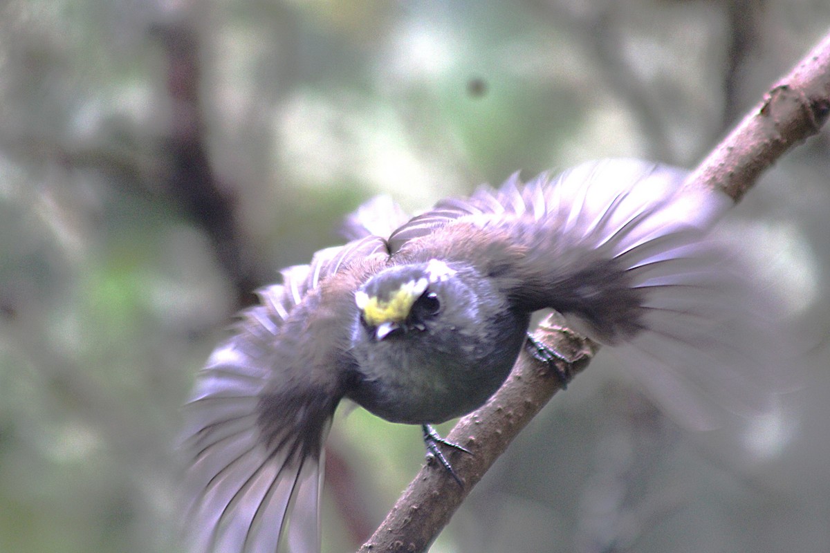 チャガシラヒタキタイランチョウ - ML647650906