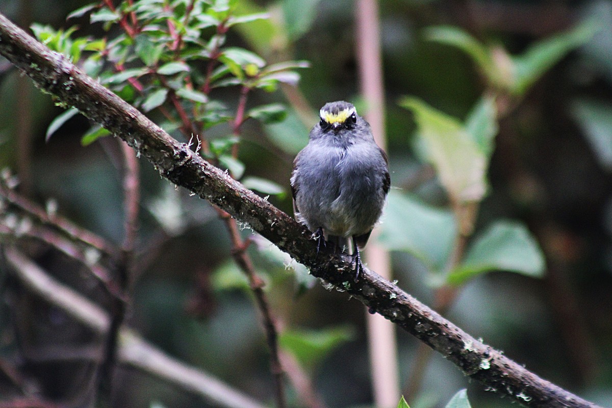 チャガシラヒタキタイランチョウ - ML647650907
