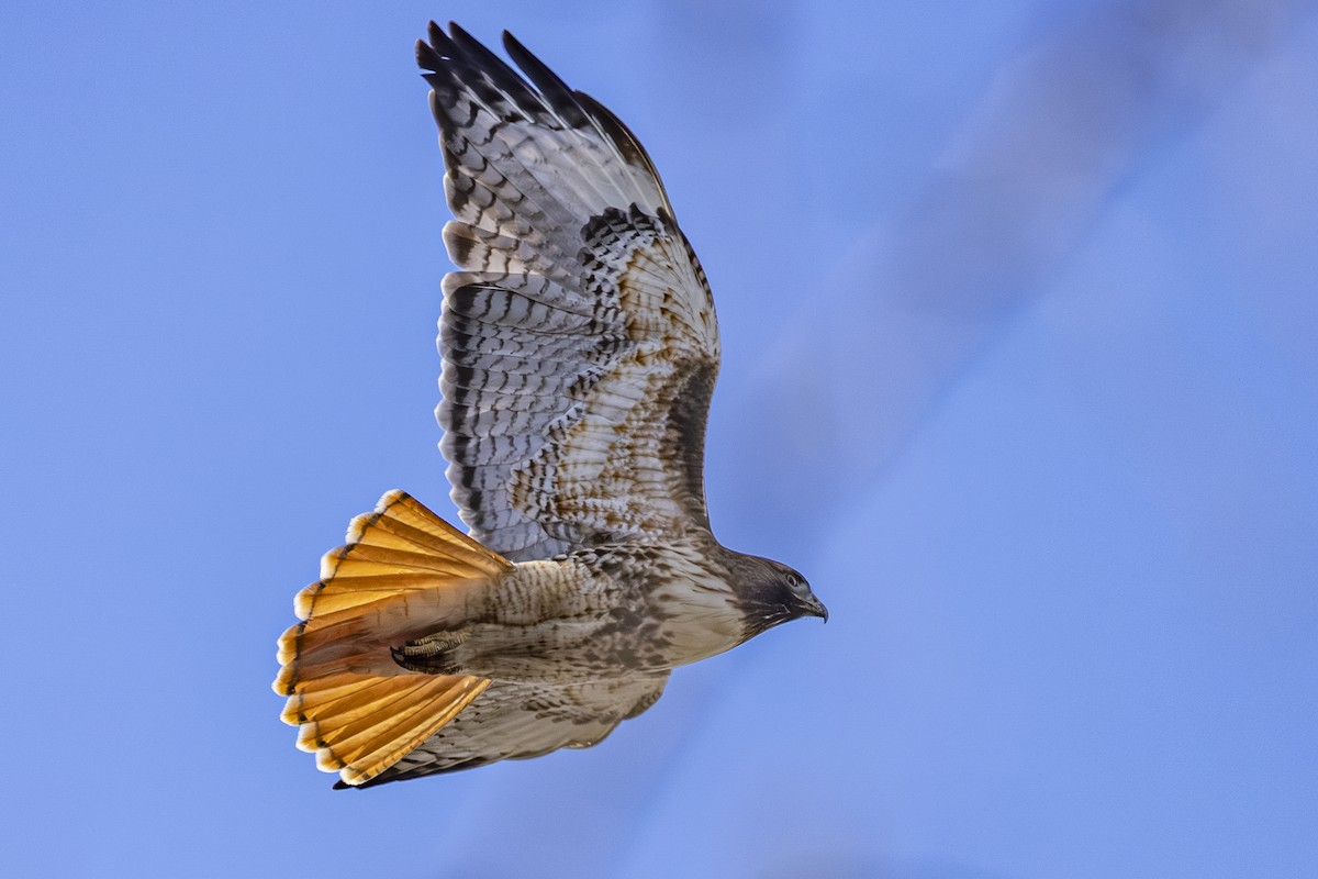 Red-tailed Hawk - ML647650942