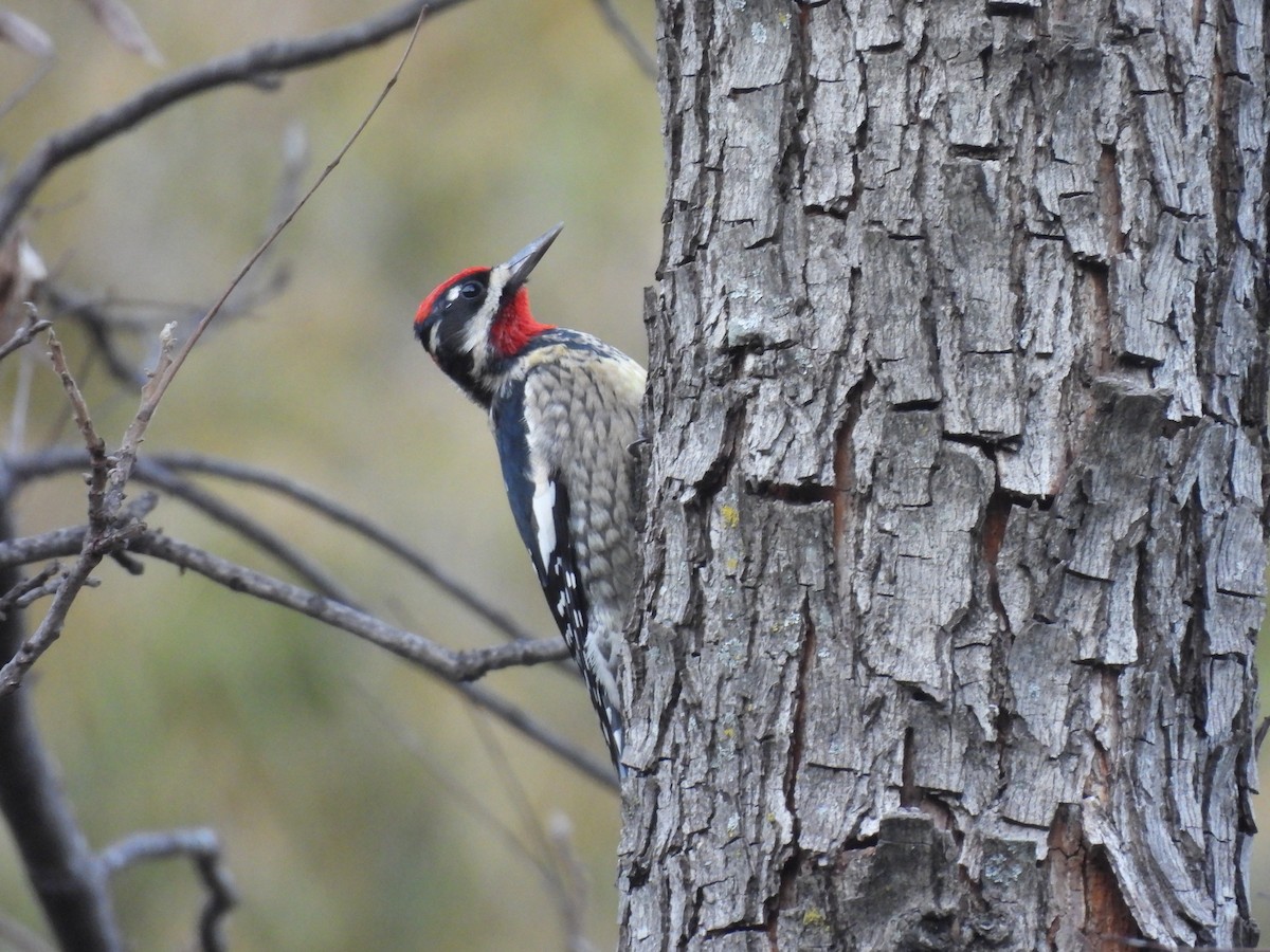 Red-naped Sapsucker - ML647650944
