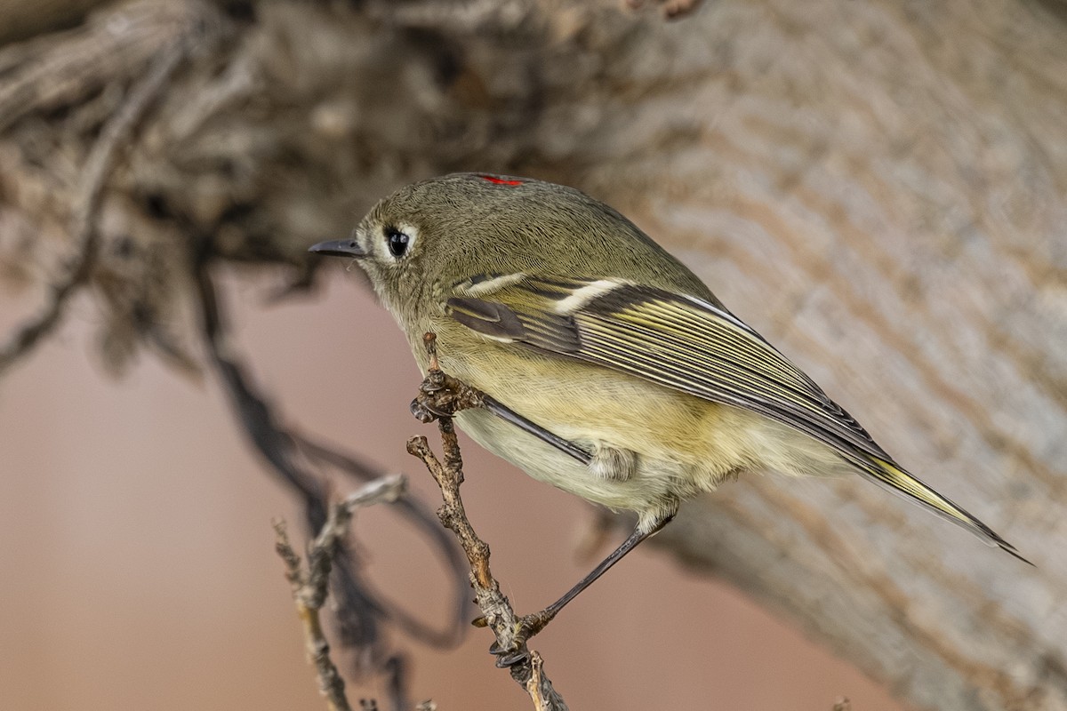 Ruby-crowned Kinglet - ML647650948