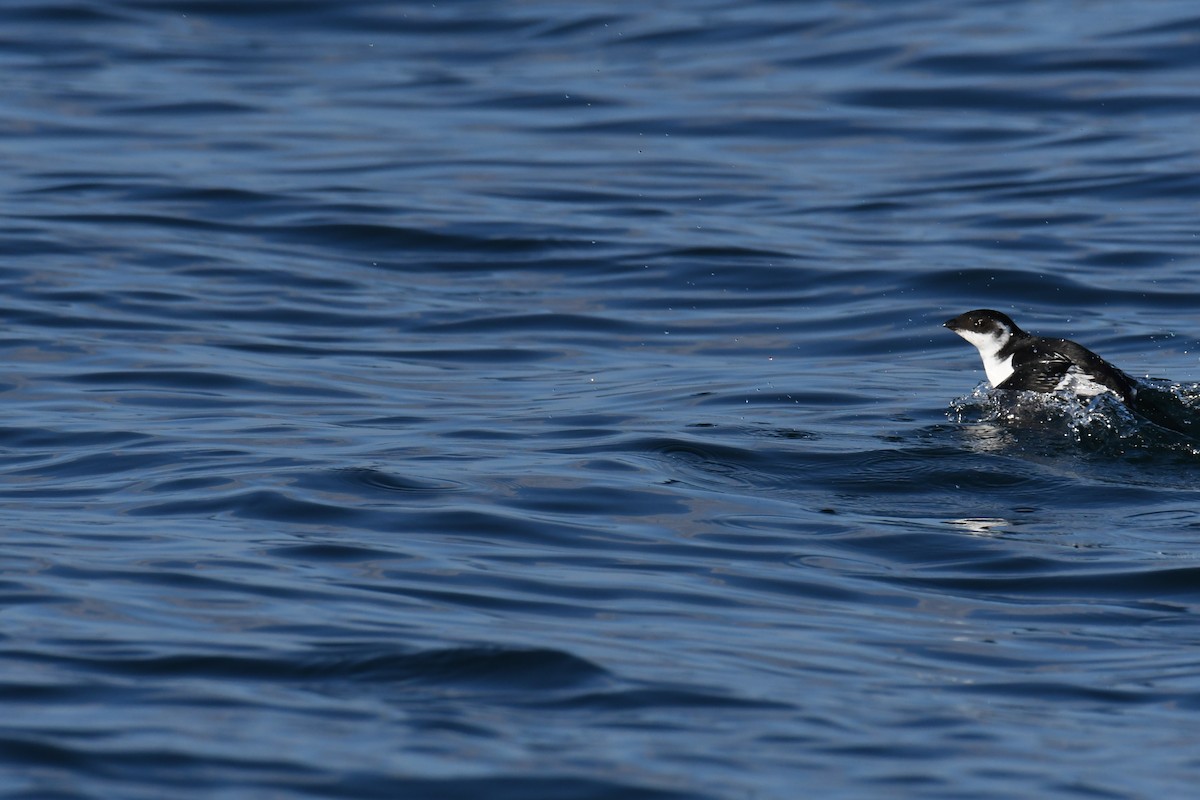 אלקה גמדית - ML647650950