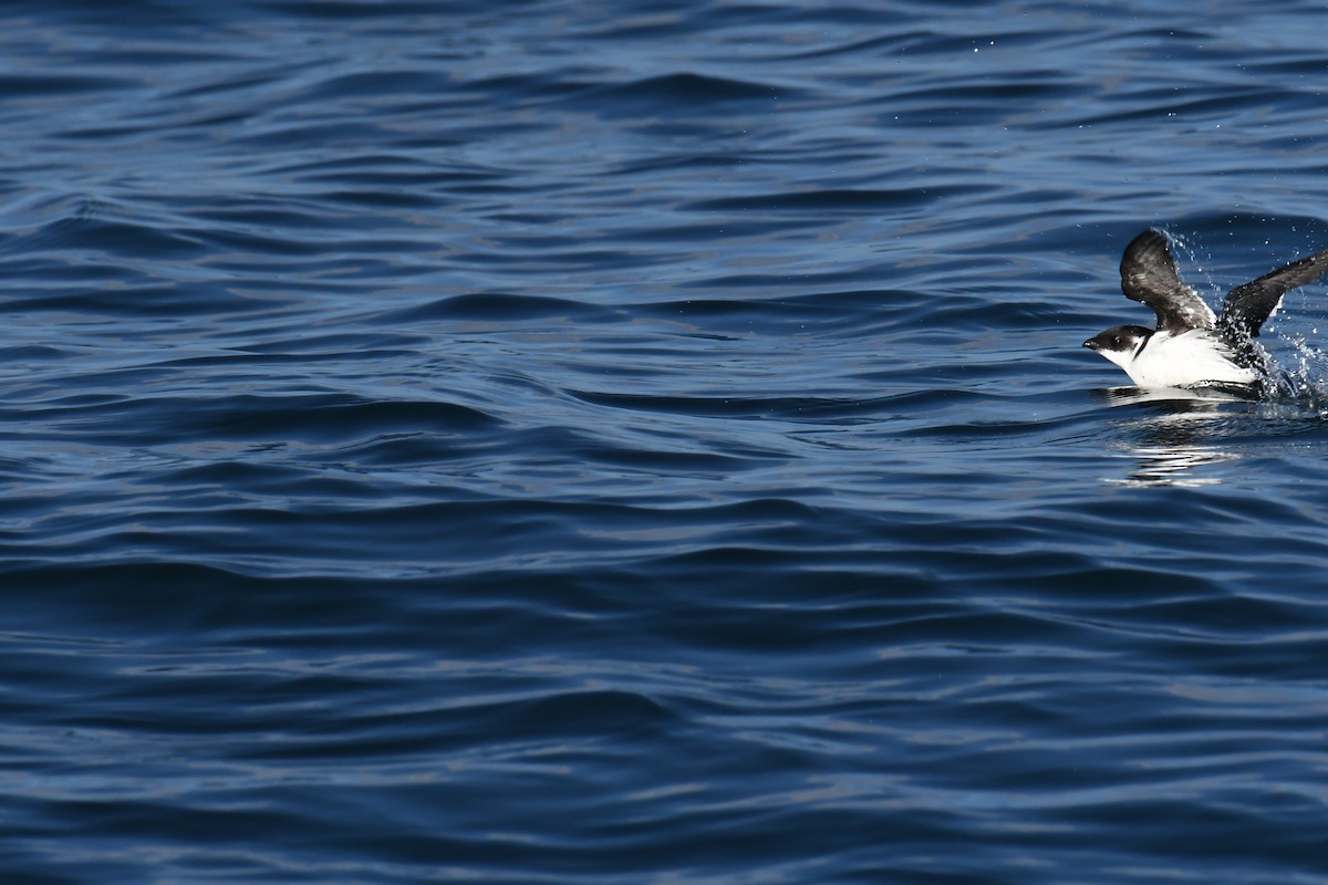 אלקה גמדית - ML647650951