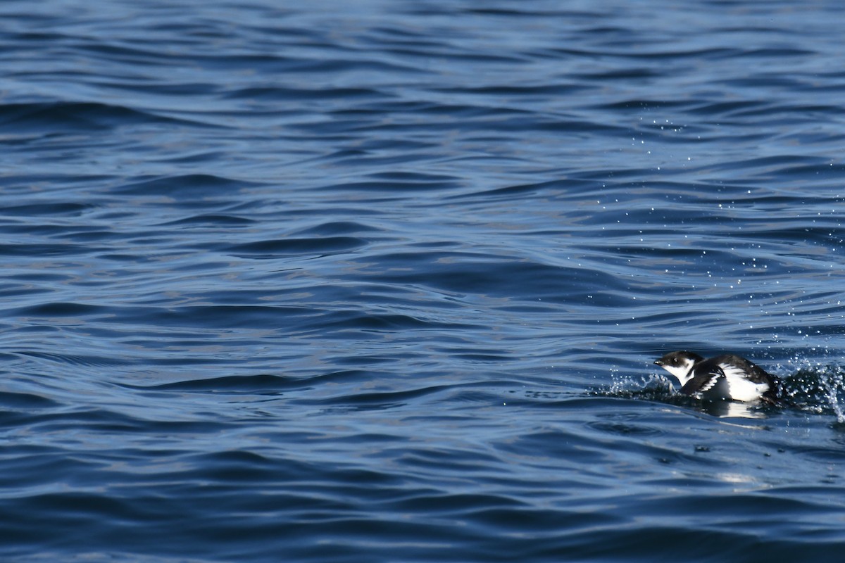 אלקה גמדית - ML647650952