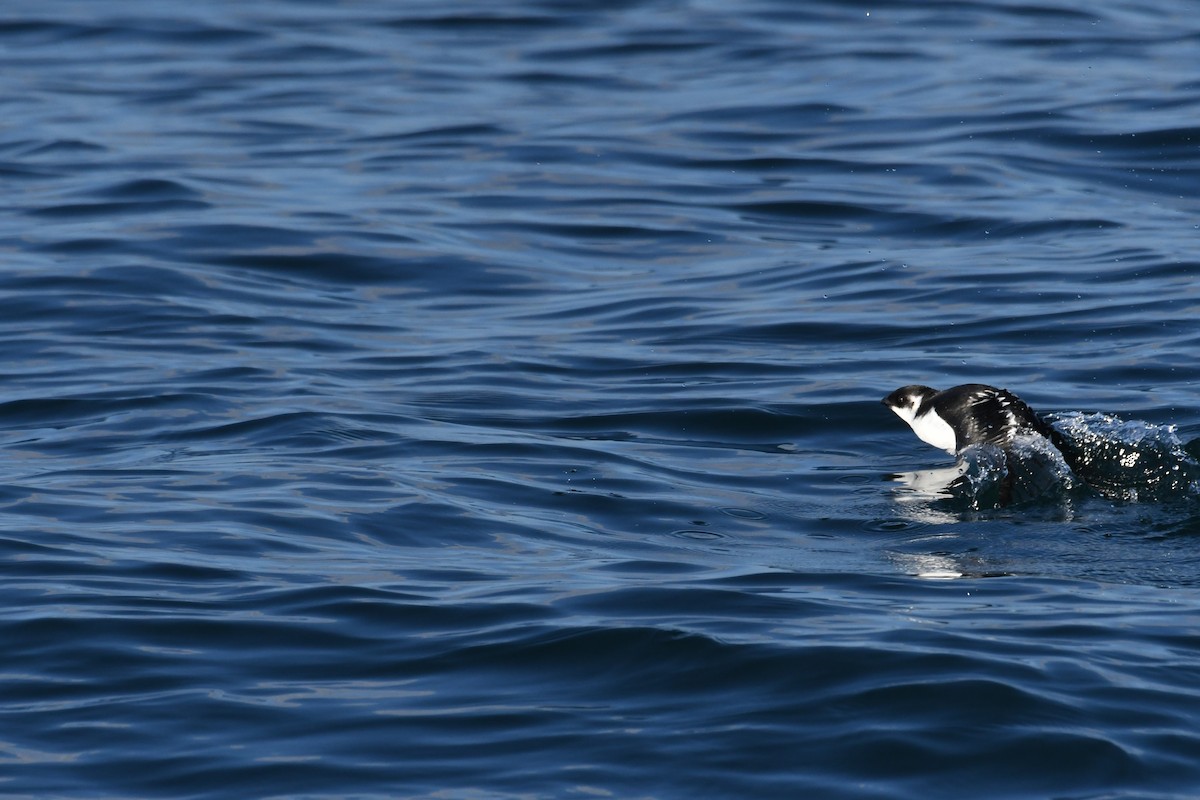 אלקה גמדית - ML647650953