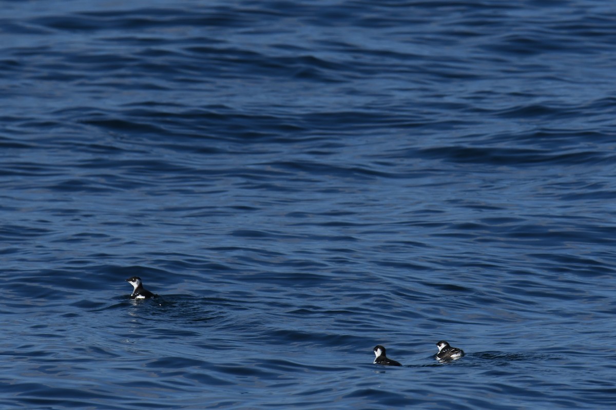 אלקה גמדית - ML647650954