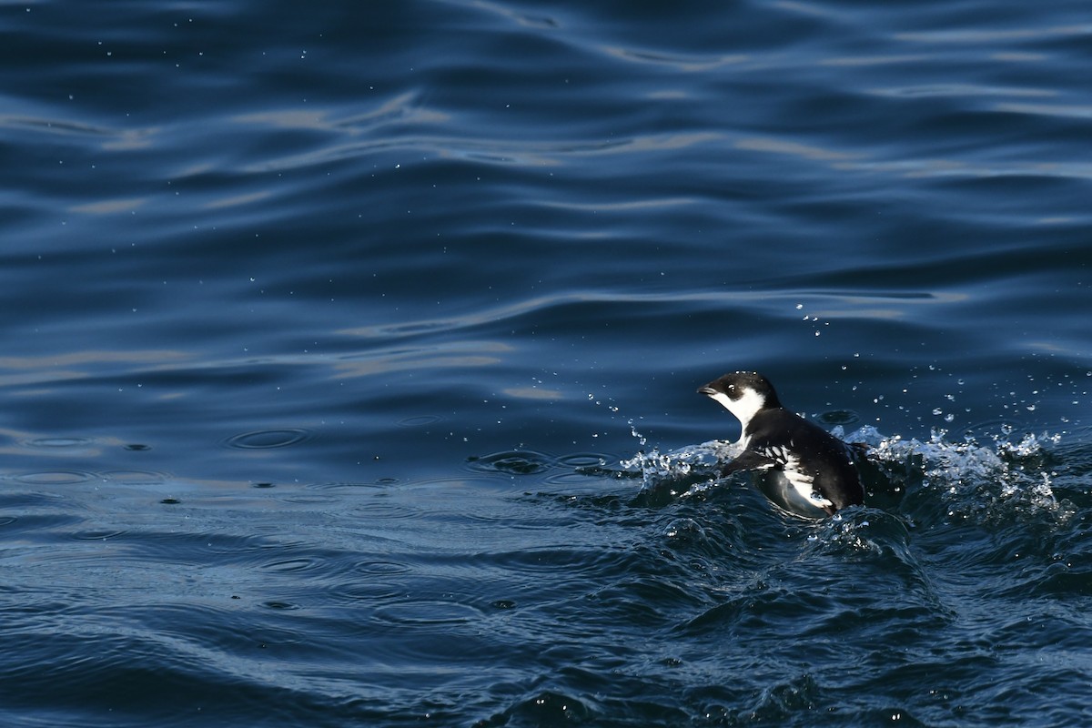 אלקה גמדית - ML647650955
