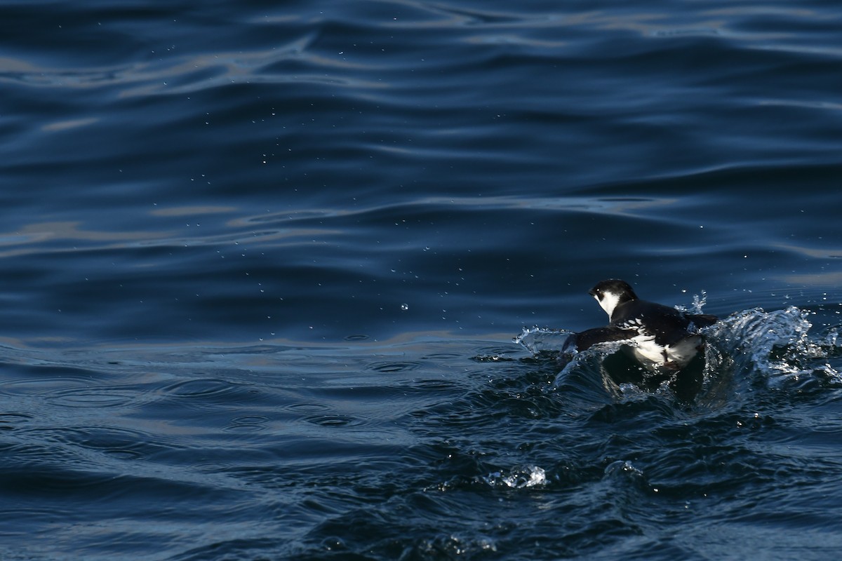 אלקה גמדית - ML647650956