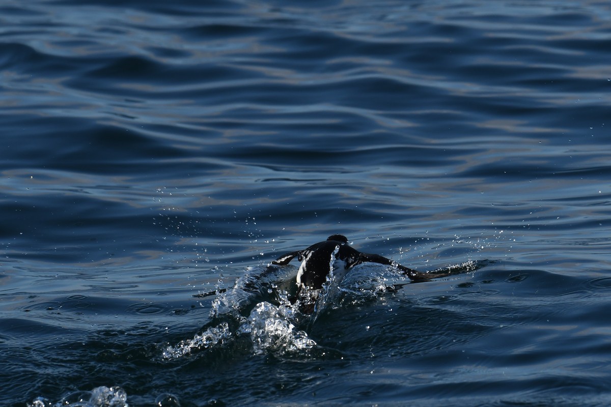 אלקה גמדית - ML647650957