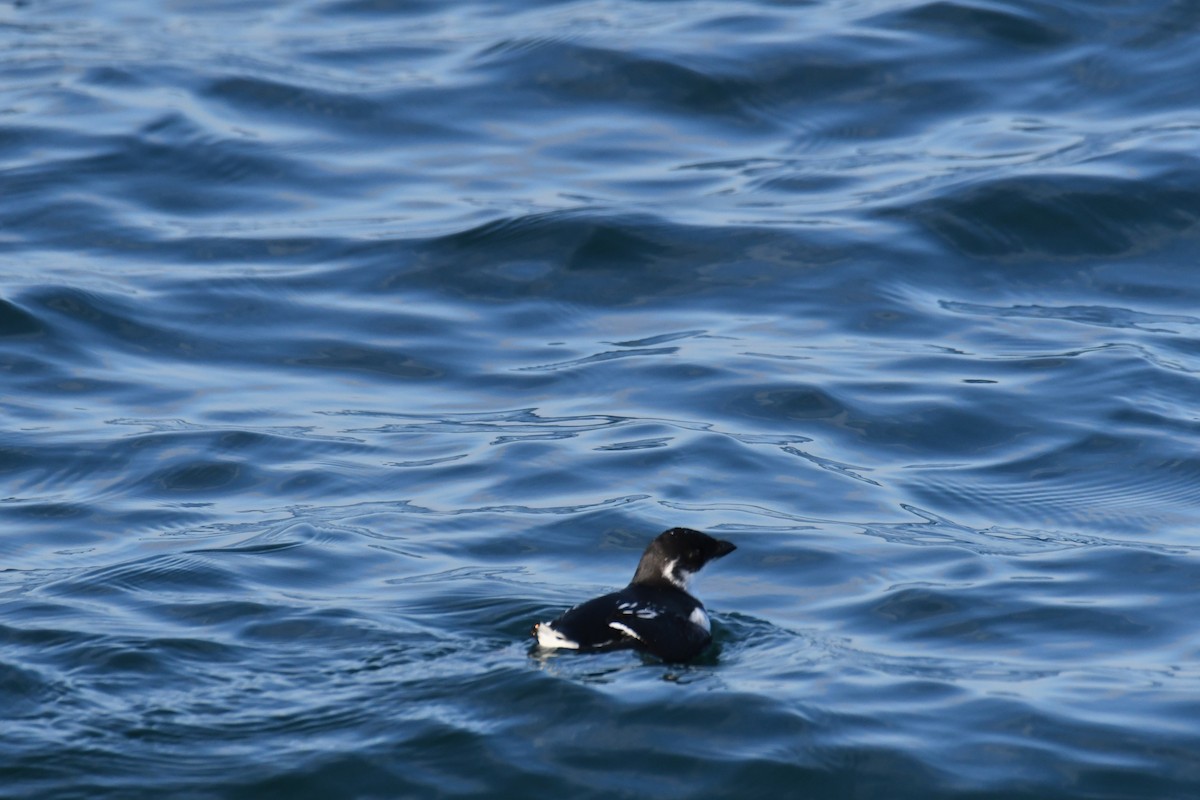 אלקה גמדית - ML647650958