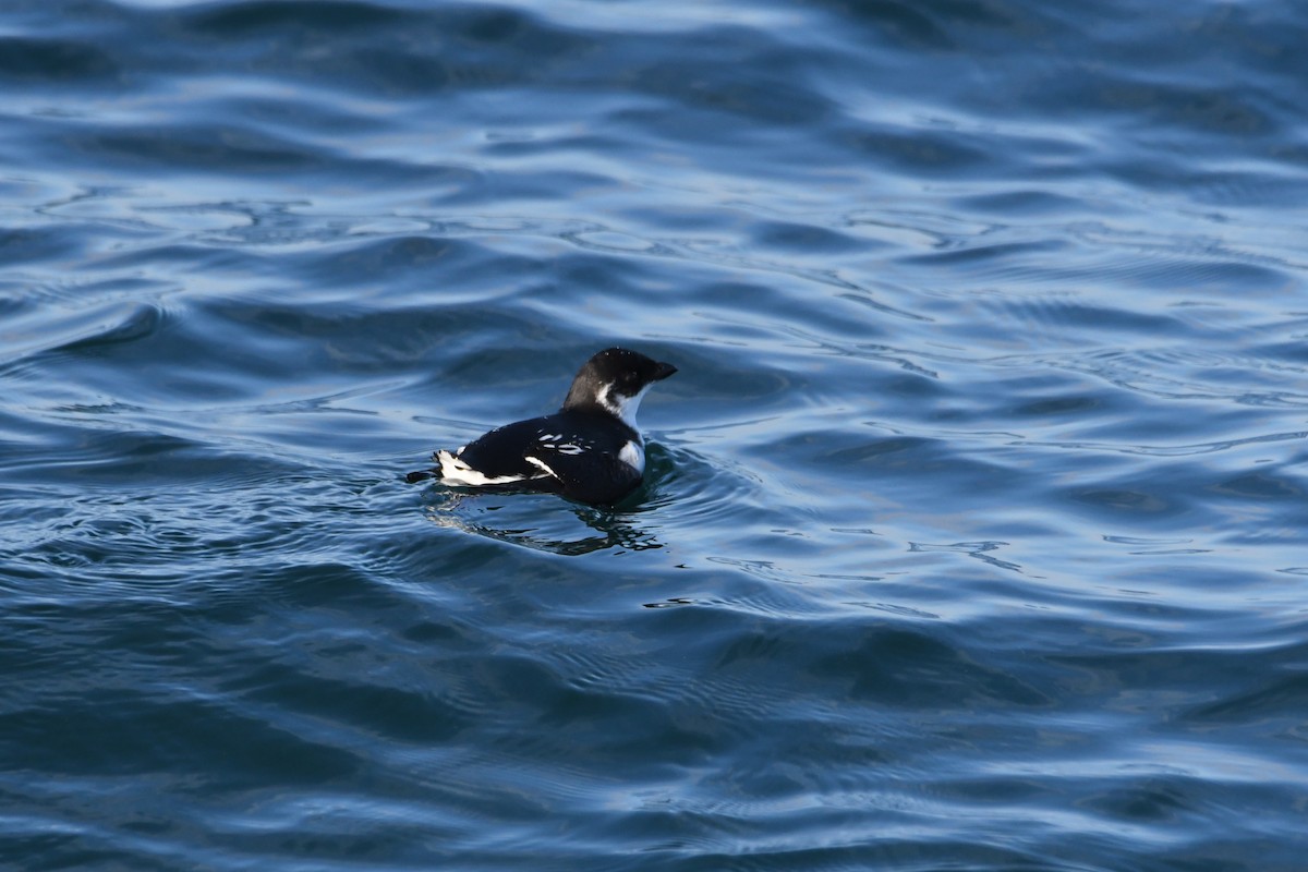 אלקה גמדית - ML647650959