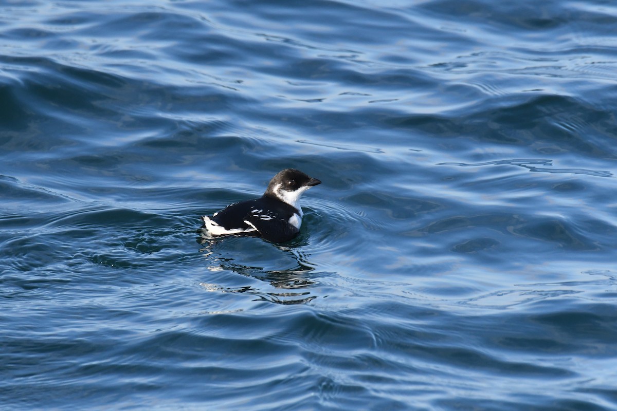 אלקה גמדית - ML647650960