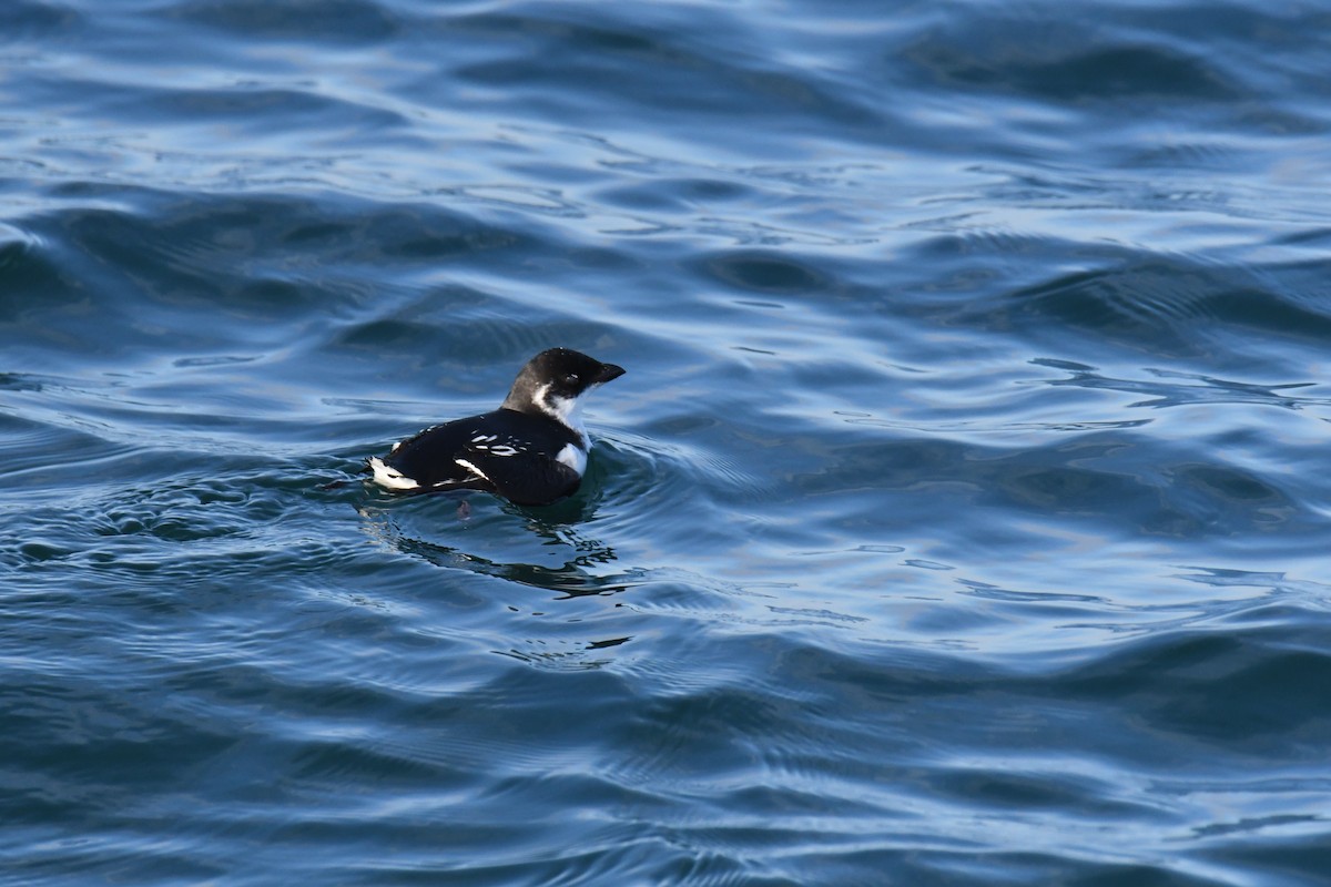אלקה גמדית - ML647650961