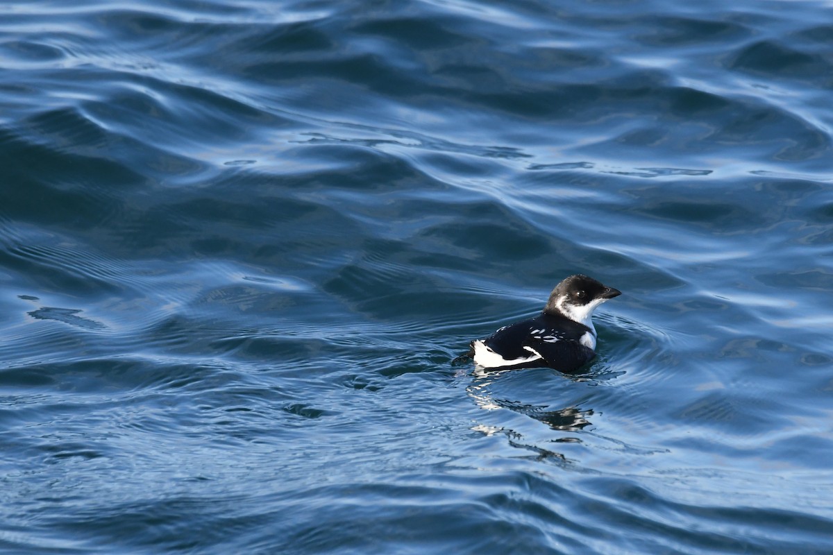 אלקה גמדית - ML647650962
