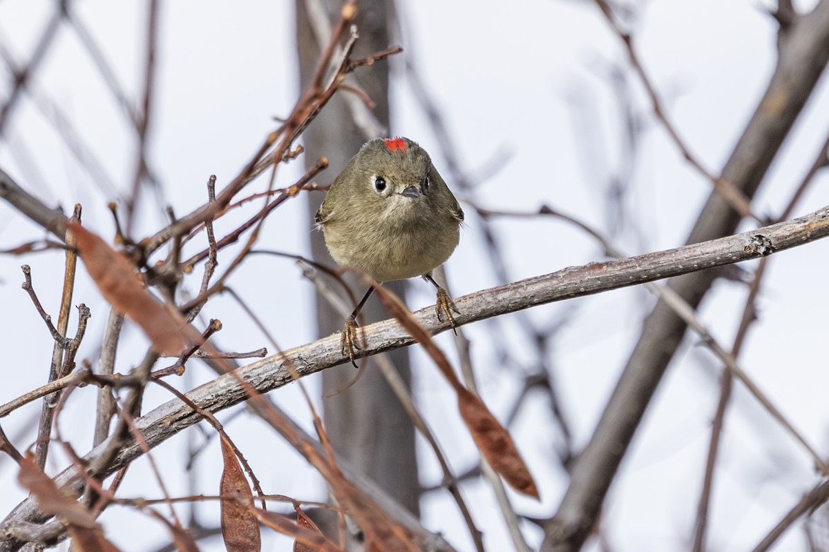 Ruby-crowned Kinglet - ML647650963