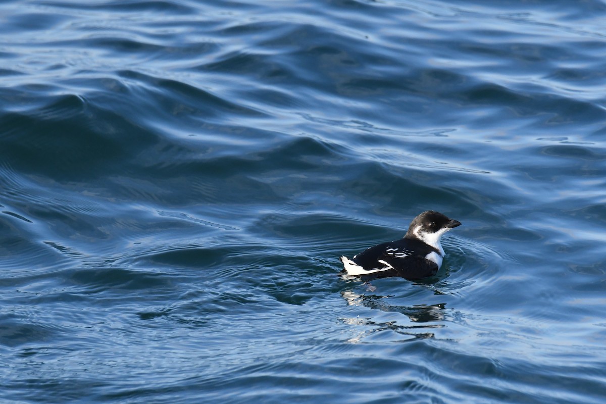 אלקה גמדית - ML647650964