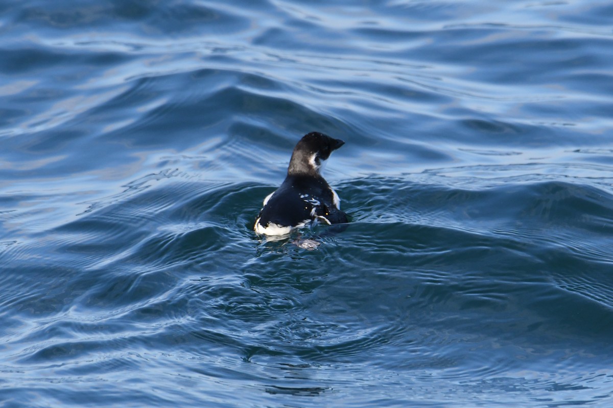 אלקה גמדית - ML647650965