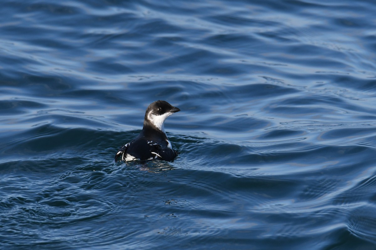 אלקה גמדית - ML647650966