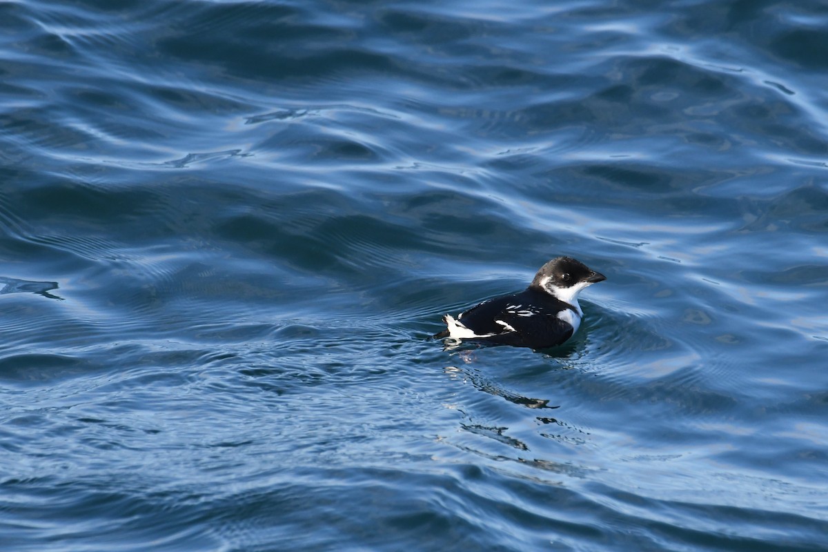 אלקה גמדית - ML647650967