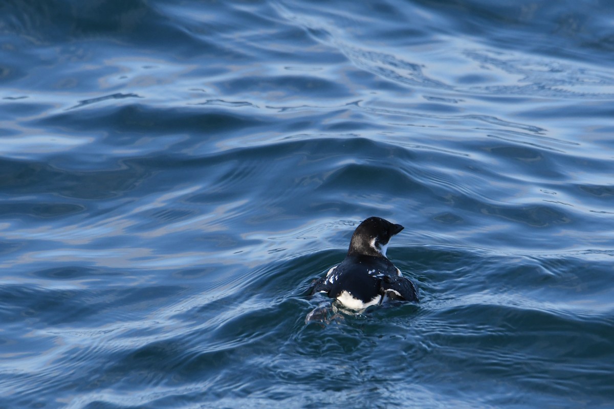 אלקה גמדית - ML647650968