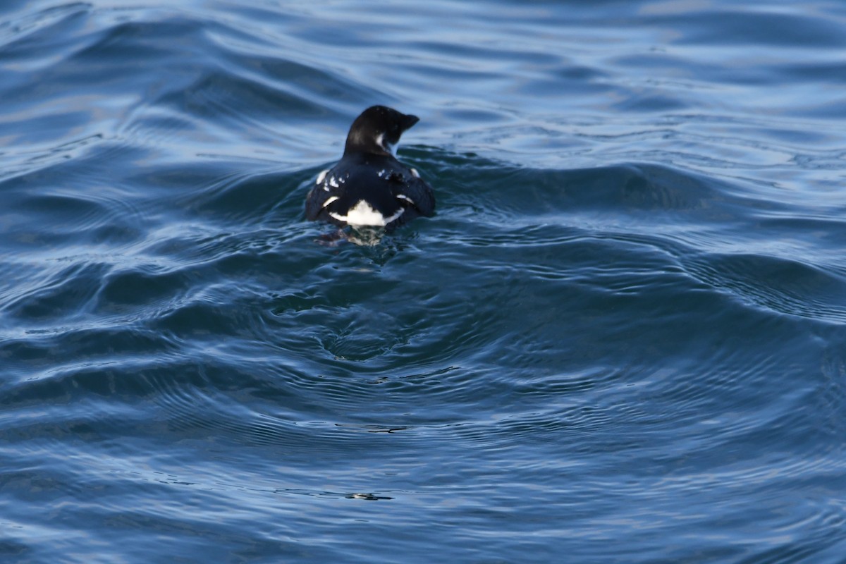אלקה גמדית - ML647650969