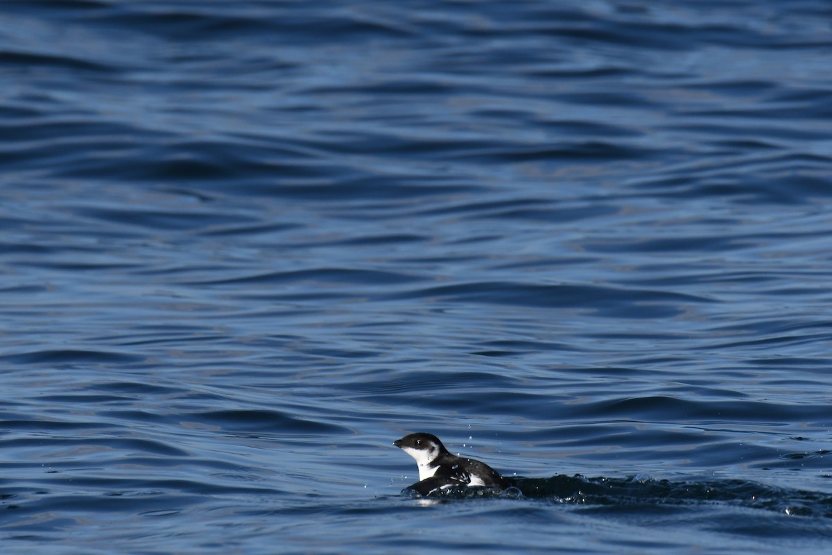 אלקה גמדית - ML647650970