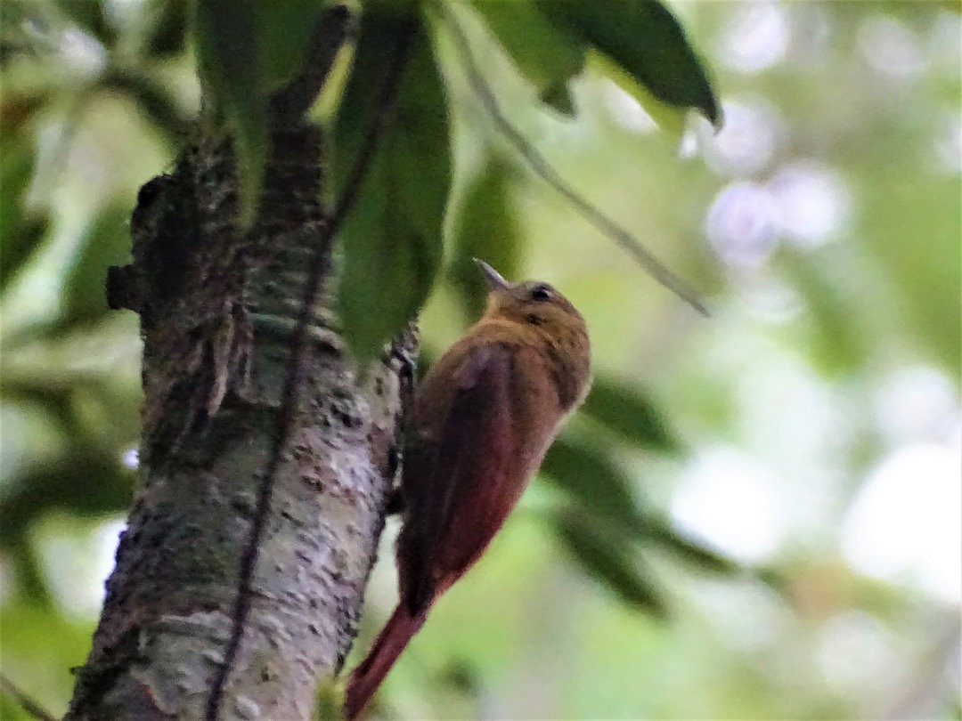 Olivaceous Woodcreeper - ML647650972