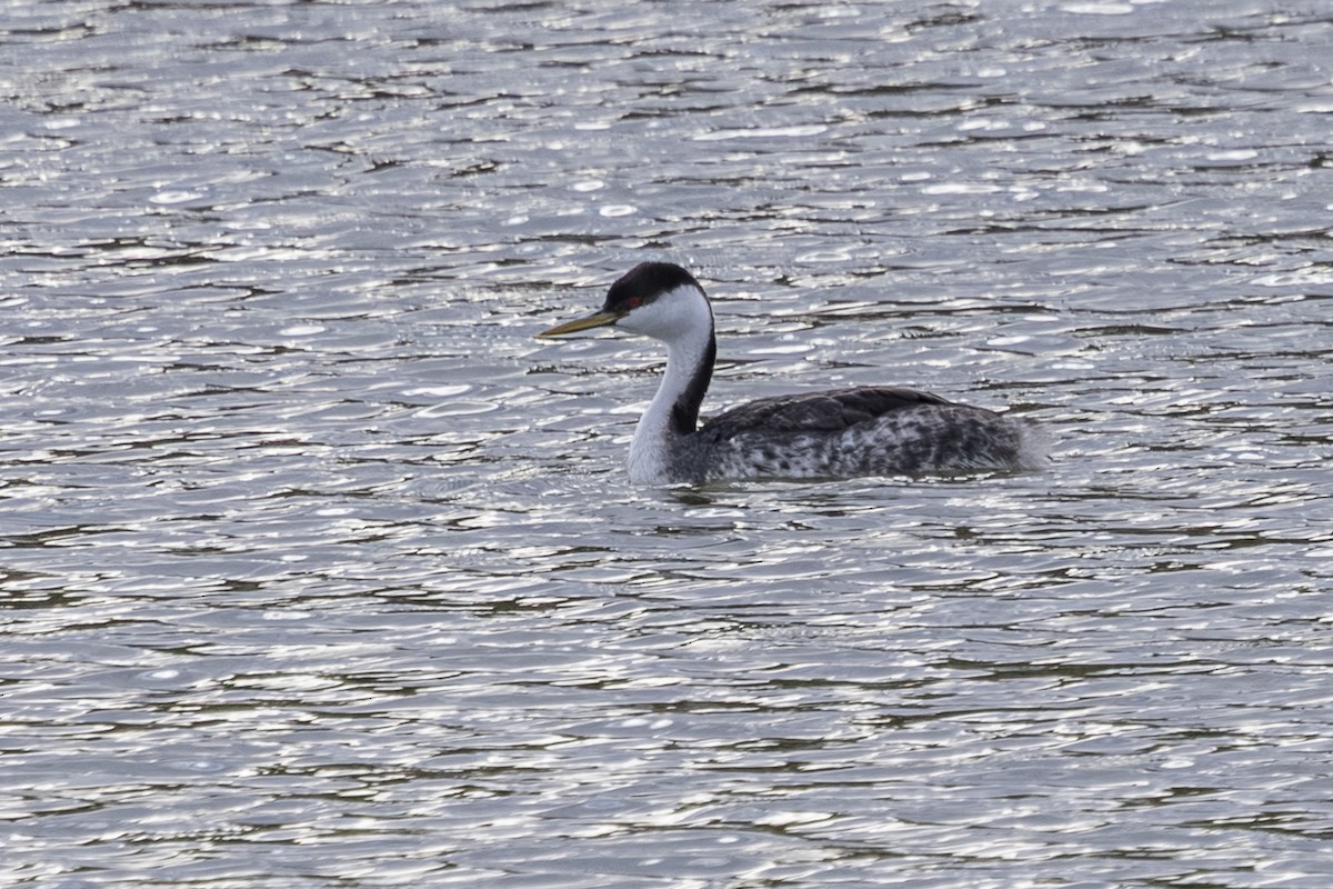 Western Grebe - ML647650980