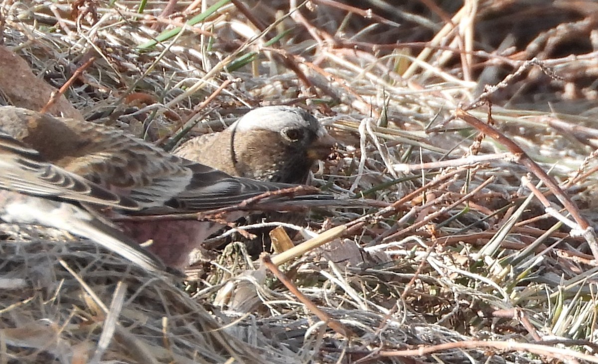 Gray-crowned Rosy-Finch (Gray-crowned) - ML647650999