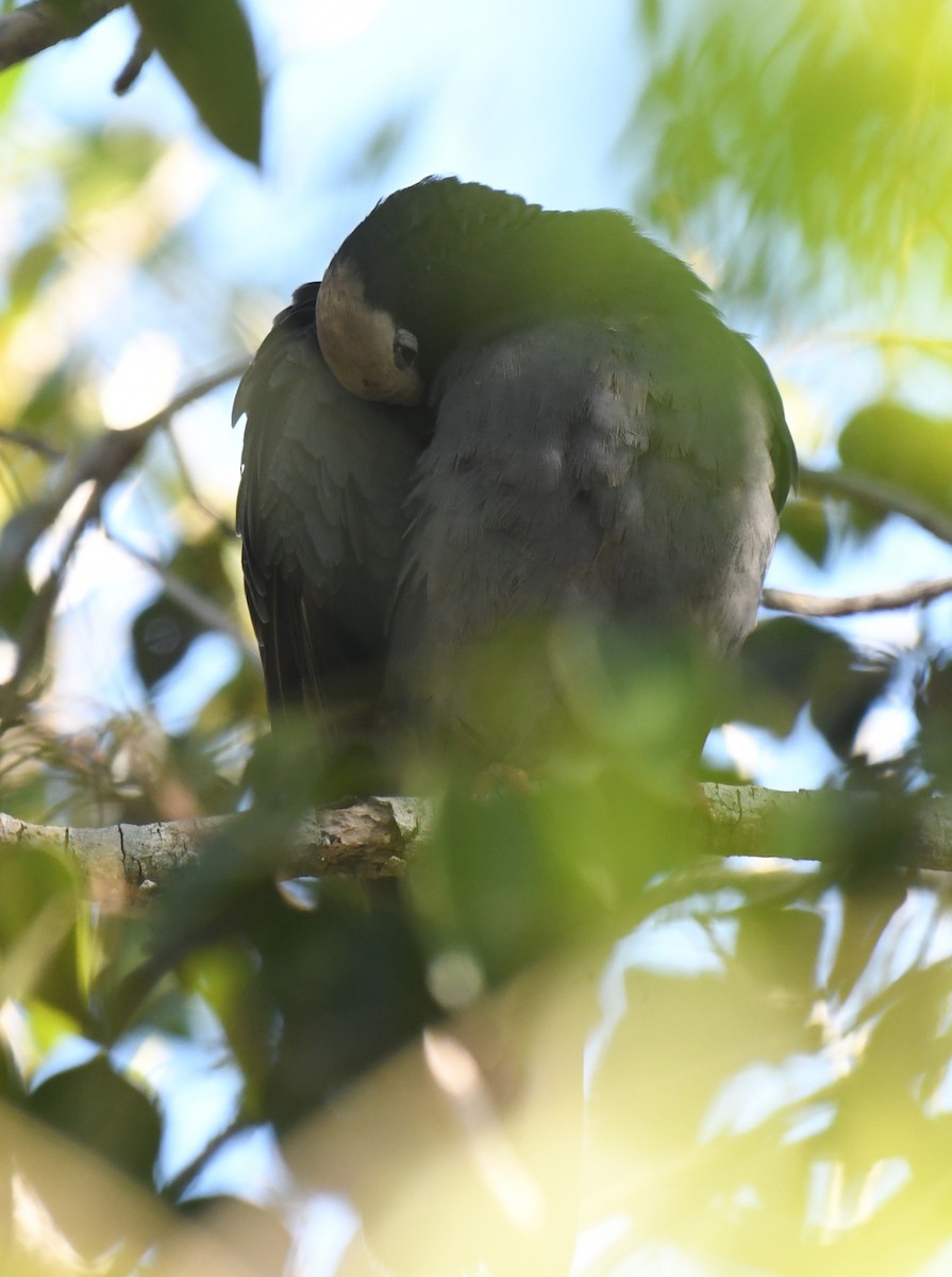 White-crowned Pigeon - ML647651036