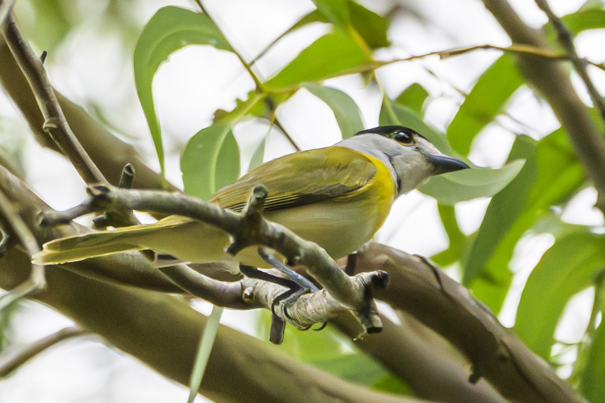 Green-backed Becard - ML647651037