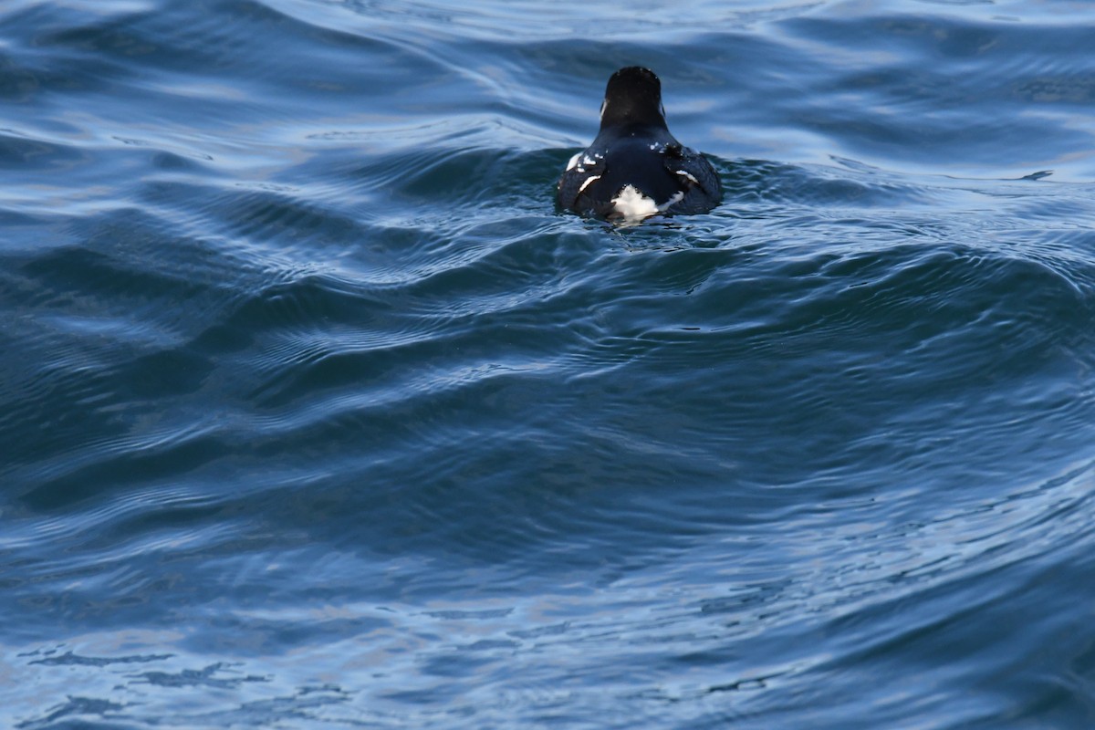 אלקה גמדית - ML647651050