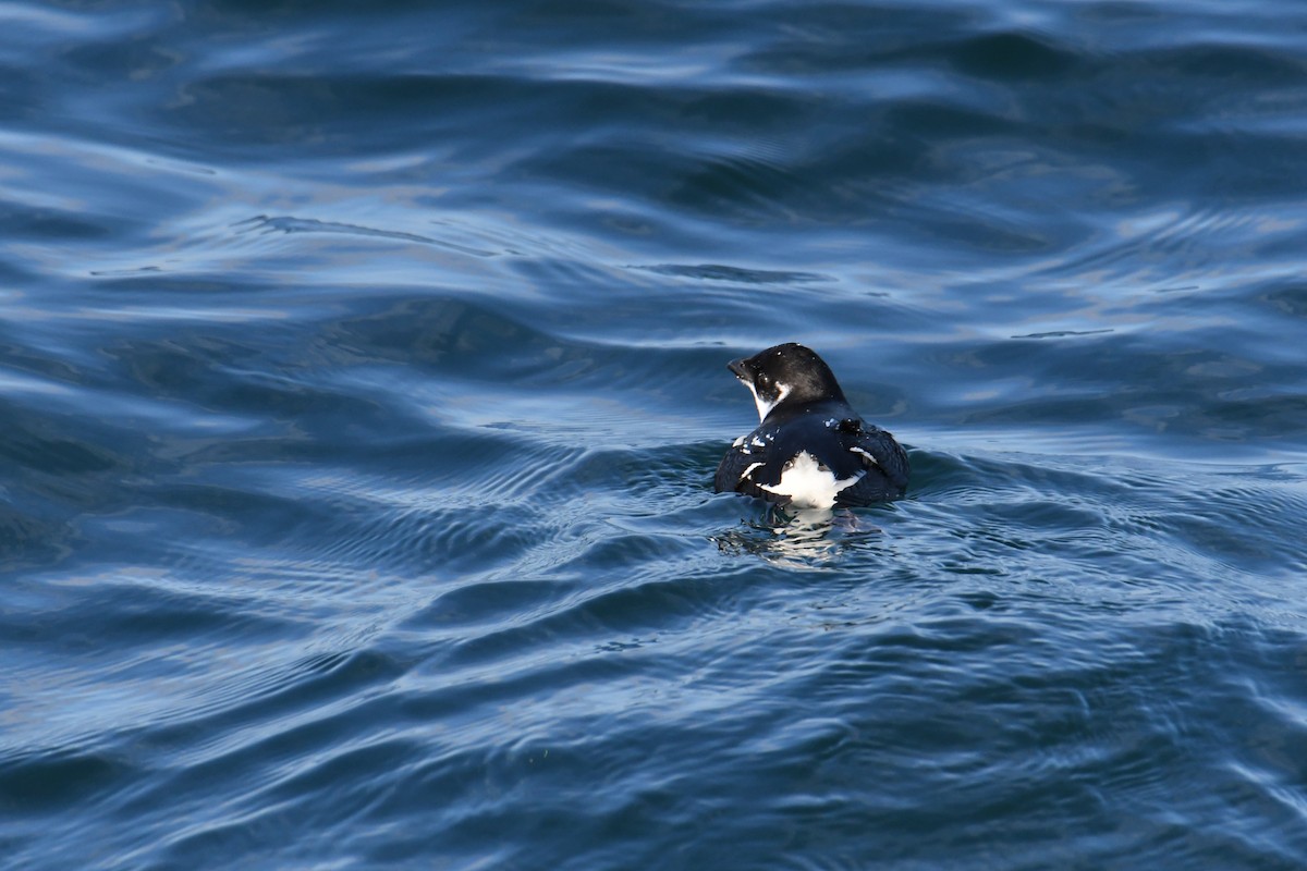 אלקה גמדית - ML647651051