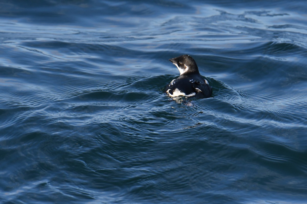 אלקה גמדית - ML647651052